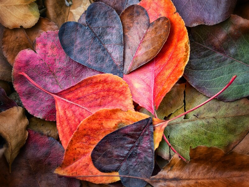 Heart-shaped Autumn Leaves