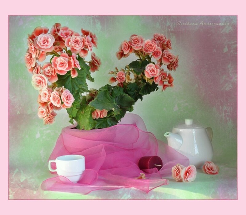 Heart-shaped Begonia Plant