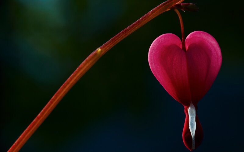 Heart-shaped Bleeding Heart Flower — Red