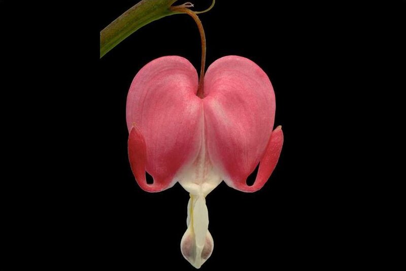 heart-shaped bleeding heart flower