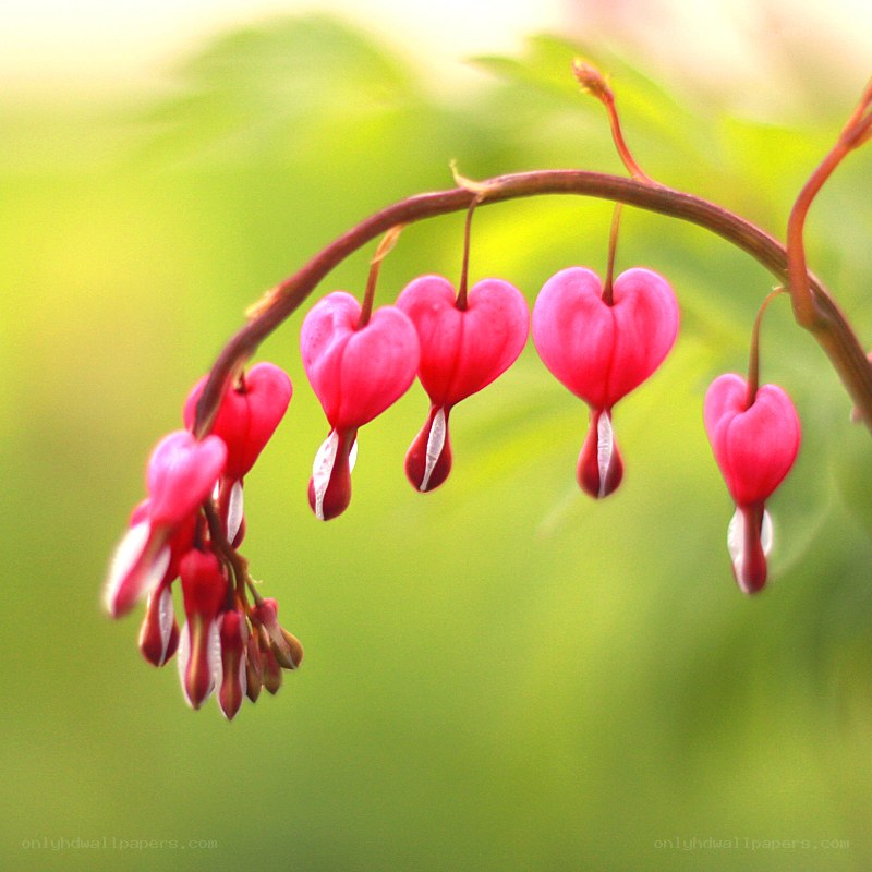 heart-shaped bleeding heart flowers