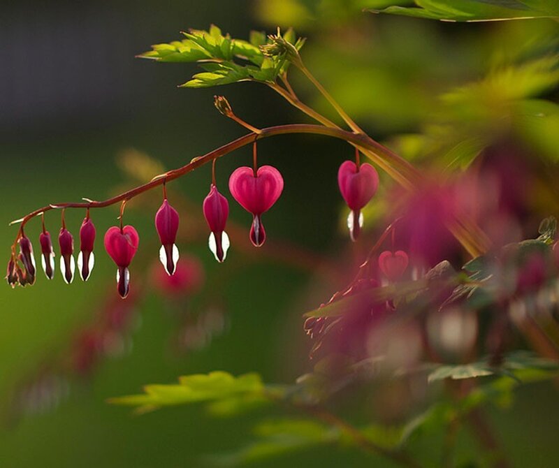 heart-shaped bleeding heart flowers