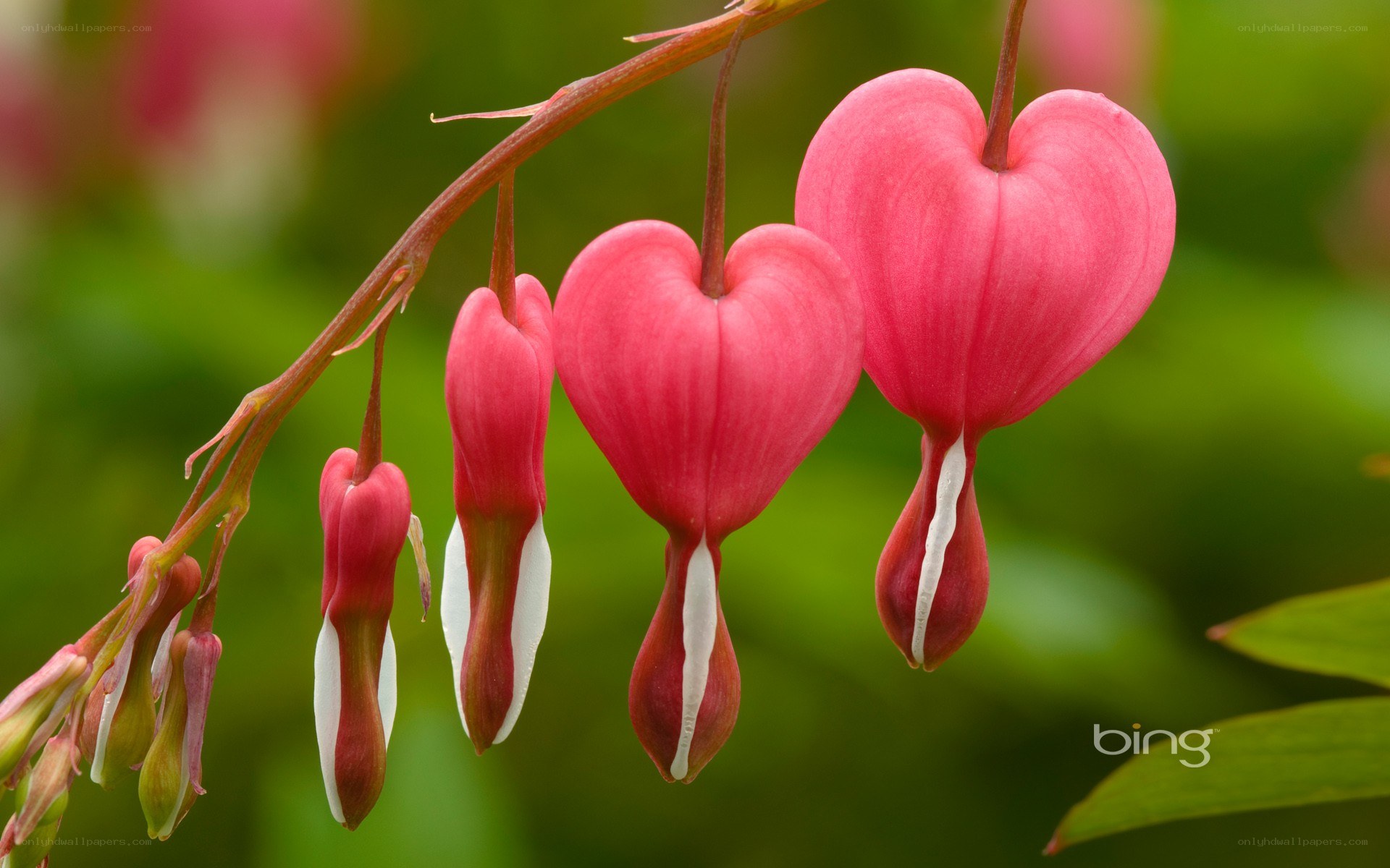heart-shaped bleeding heart flowers
