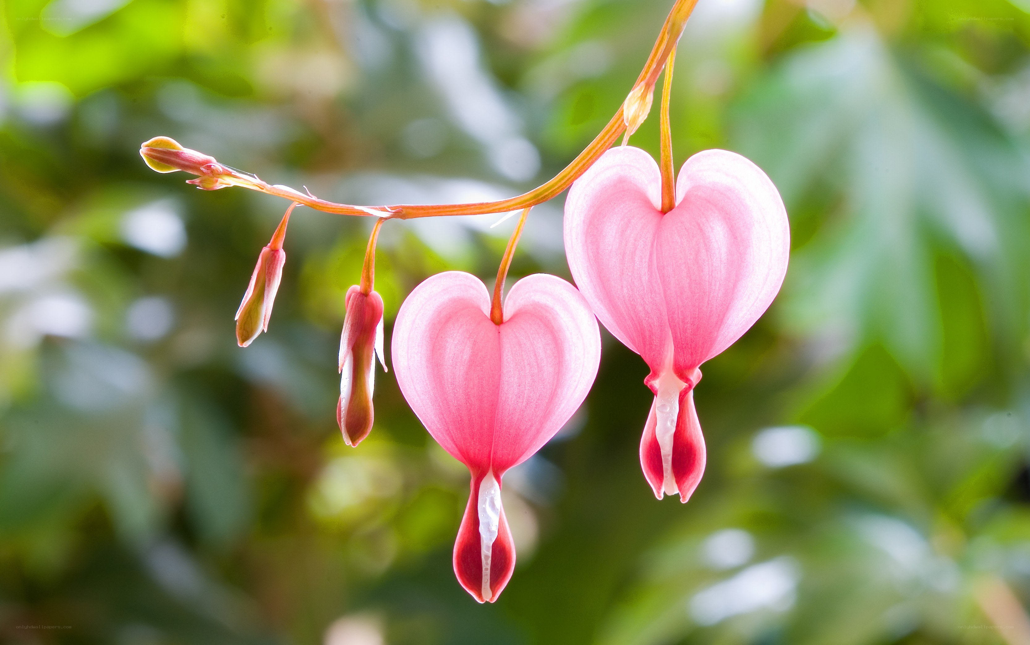 heart-shaped bleeding heart flowers