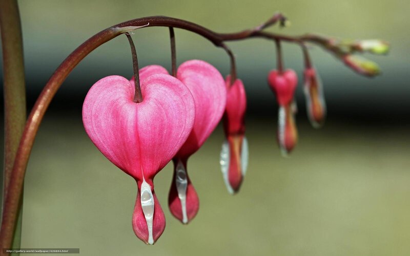 Heart-shaped Bleeding Heart Flowers — Pink, Serene