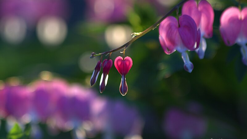 Heart-shaped Bleeding Heart Flowers — Pink