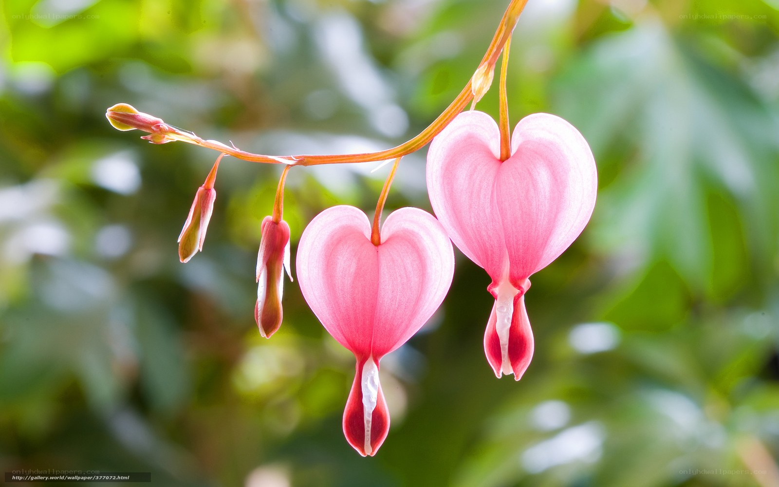 heart-shaped bleeding heart flowers