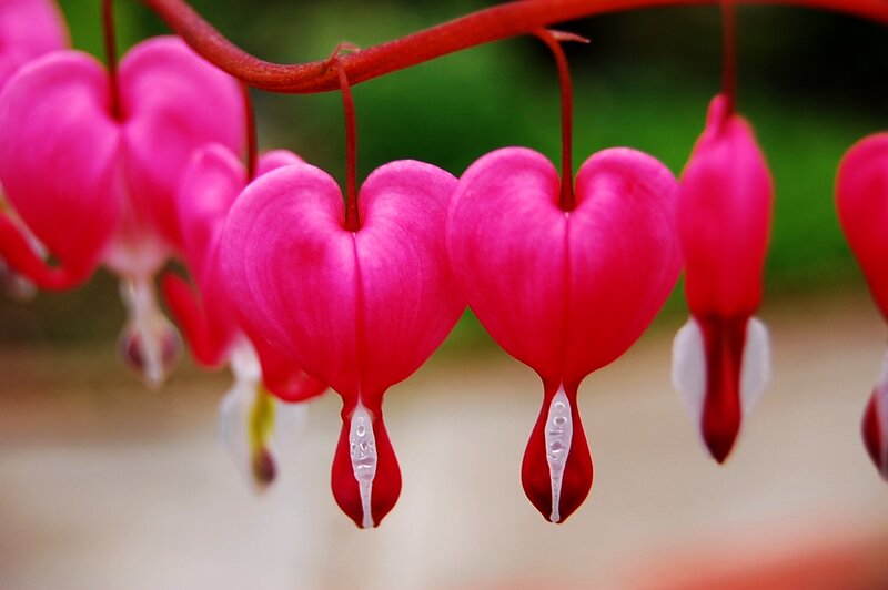 Heart-shaped Bleeding Hearts — Pink, Serene, Photograph
