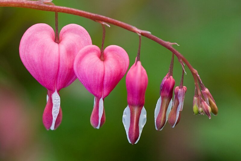 Heart-shaped Bleeding Hearts — Pink