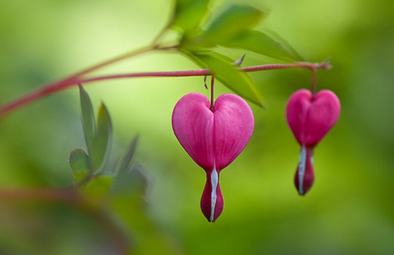 Heart-shaped Bleeding Hearts