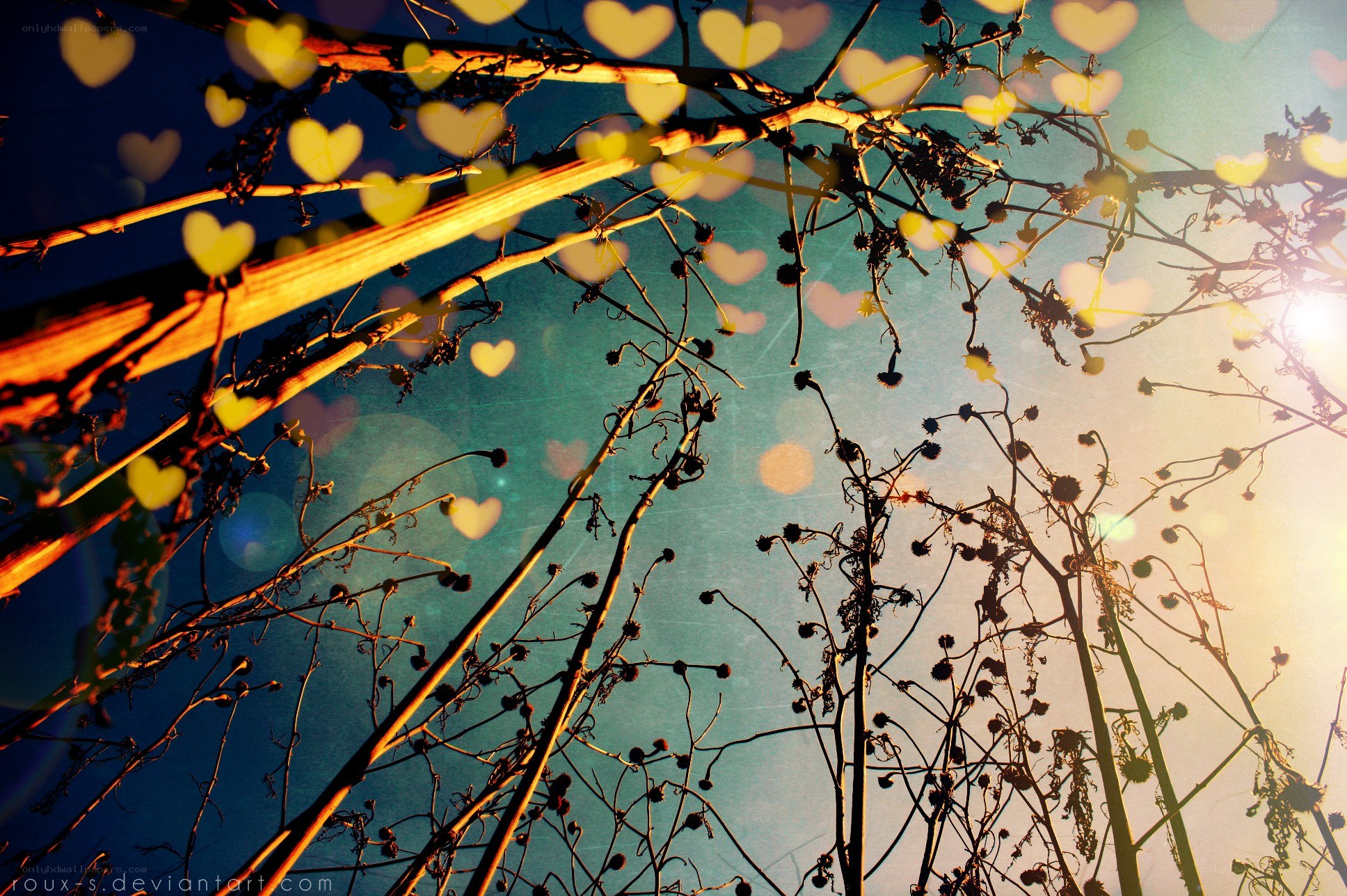heart-shaped bokeh over dried plants