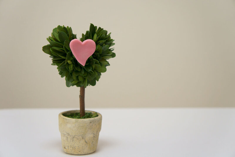 Heart-shaped Boxwood Tree