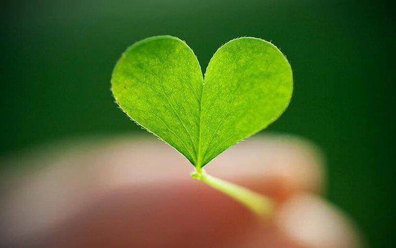 Heart-shaped Clover Leaf — Green