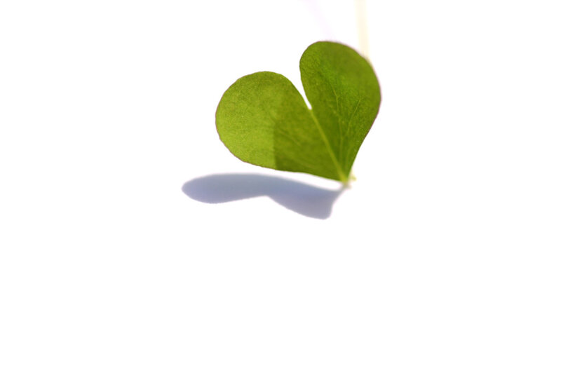 Heart-shaped Clover Leaf