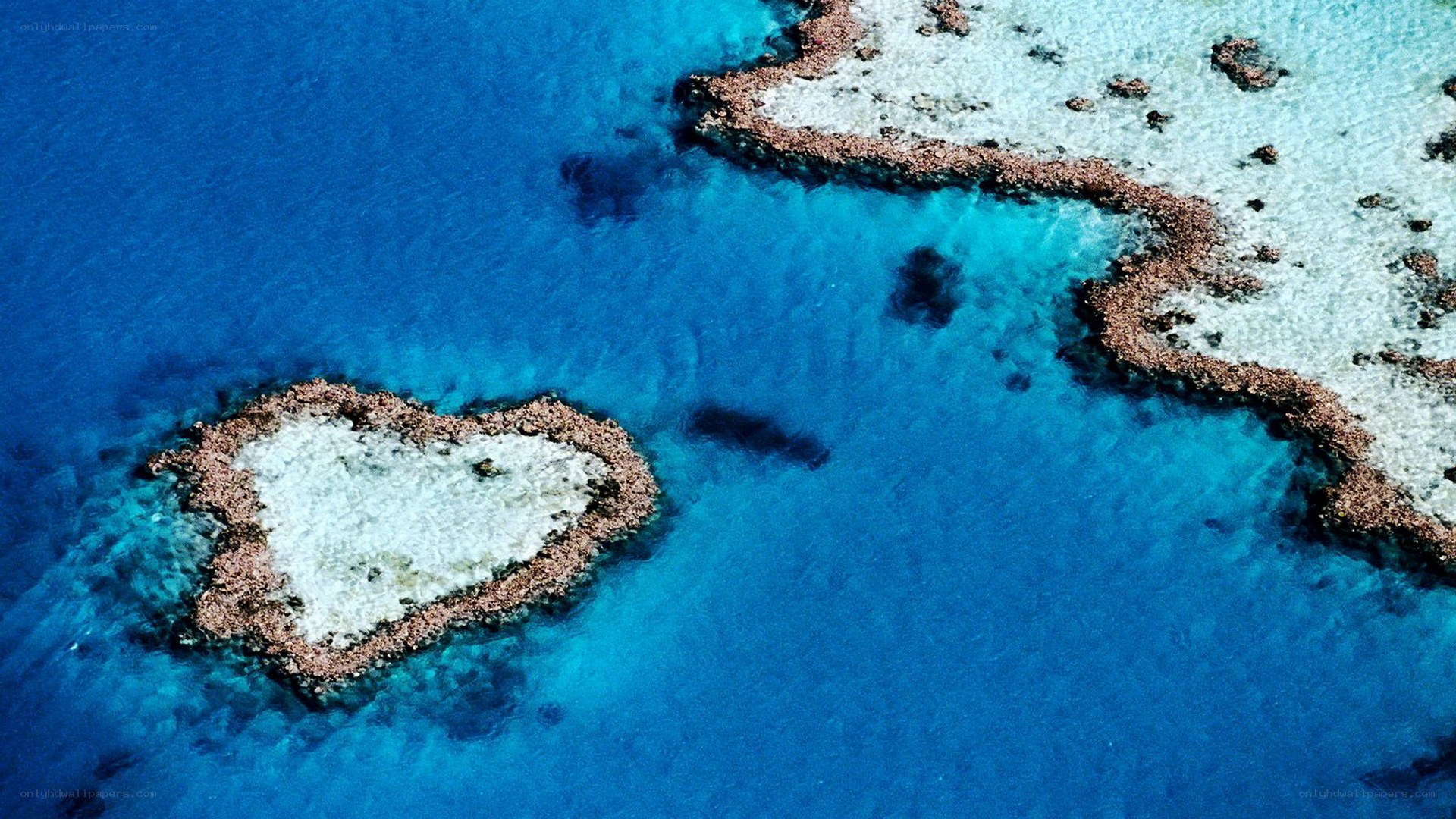 Heart-shaped coral reef