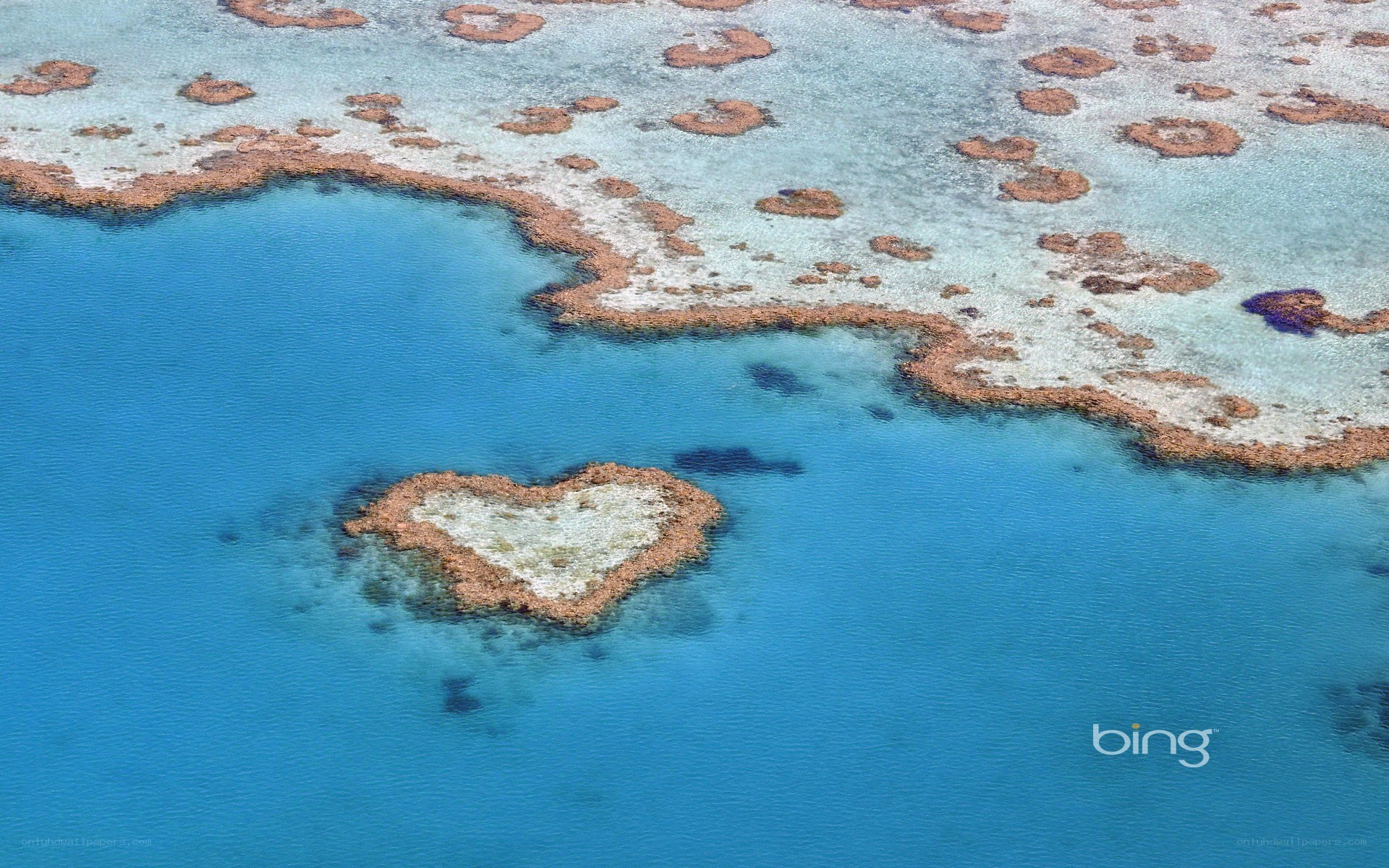 Heart-shaped coral reef