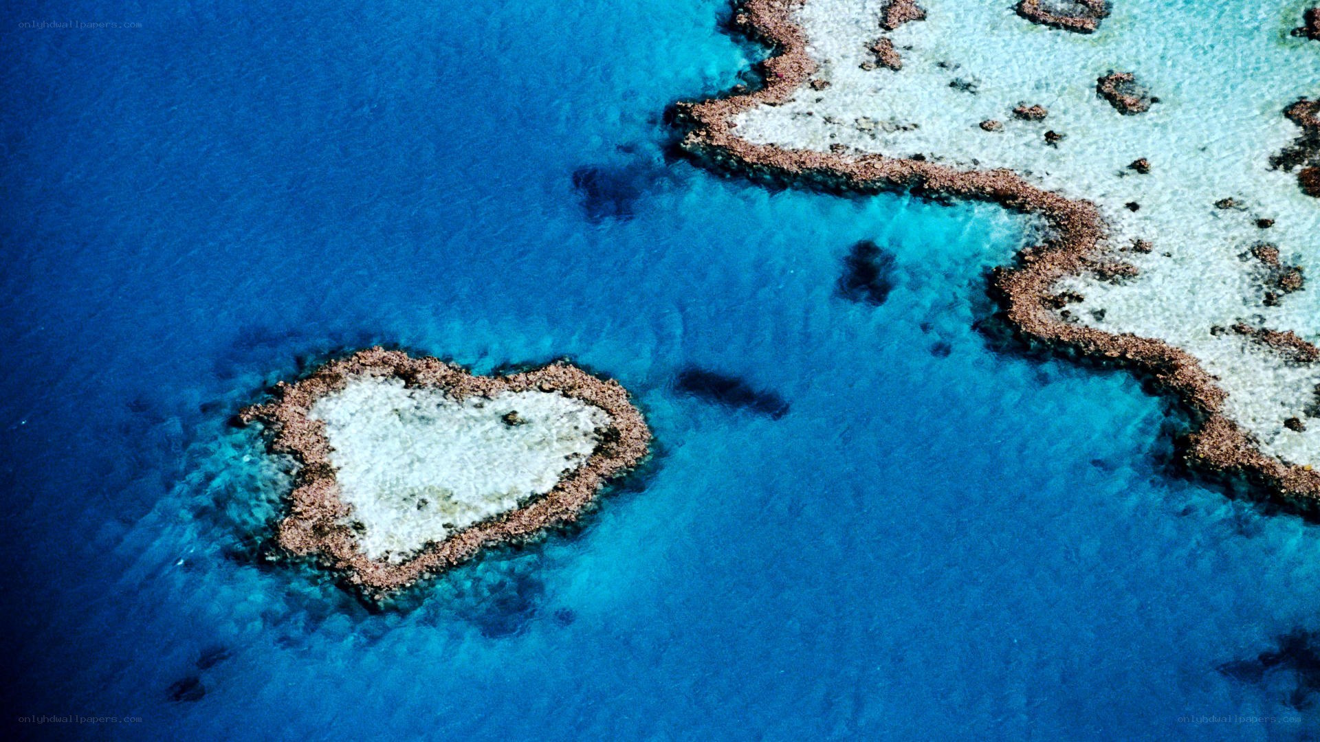 Heart-shaped coral reef