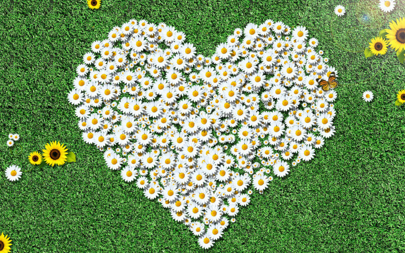 Heart-shaped Daisy Arrangement