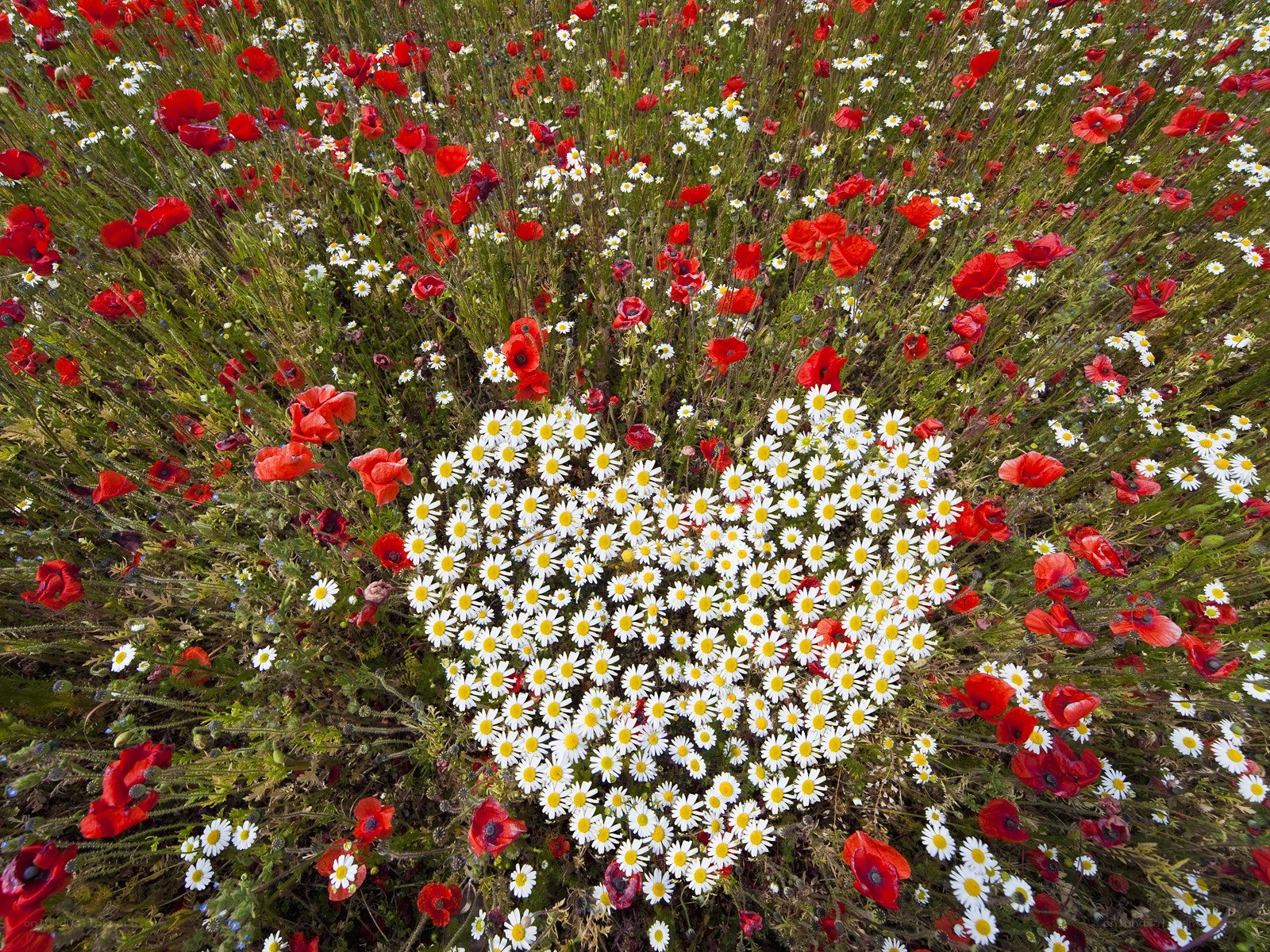 Heart-shaped daisy patch in a field