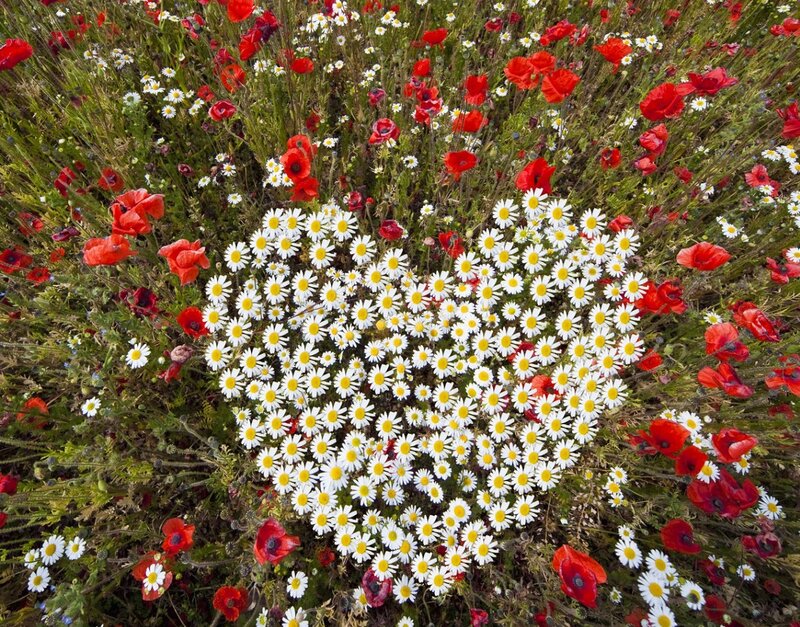 Heart-shaped Daisy Patch