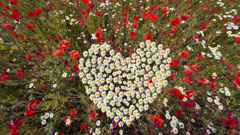 Heart-shaped Daisy Patch — White, Serene