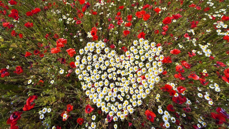 Heart-shaped Daisy Patch — White