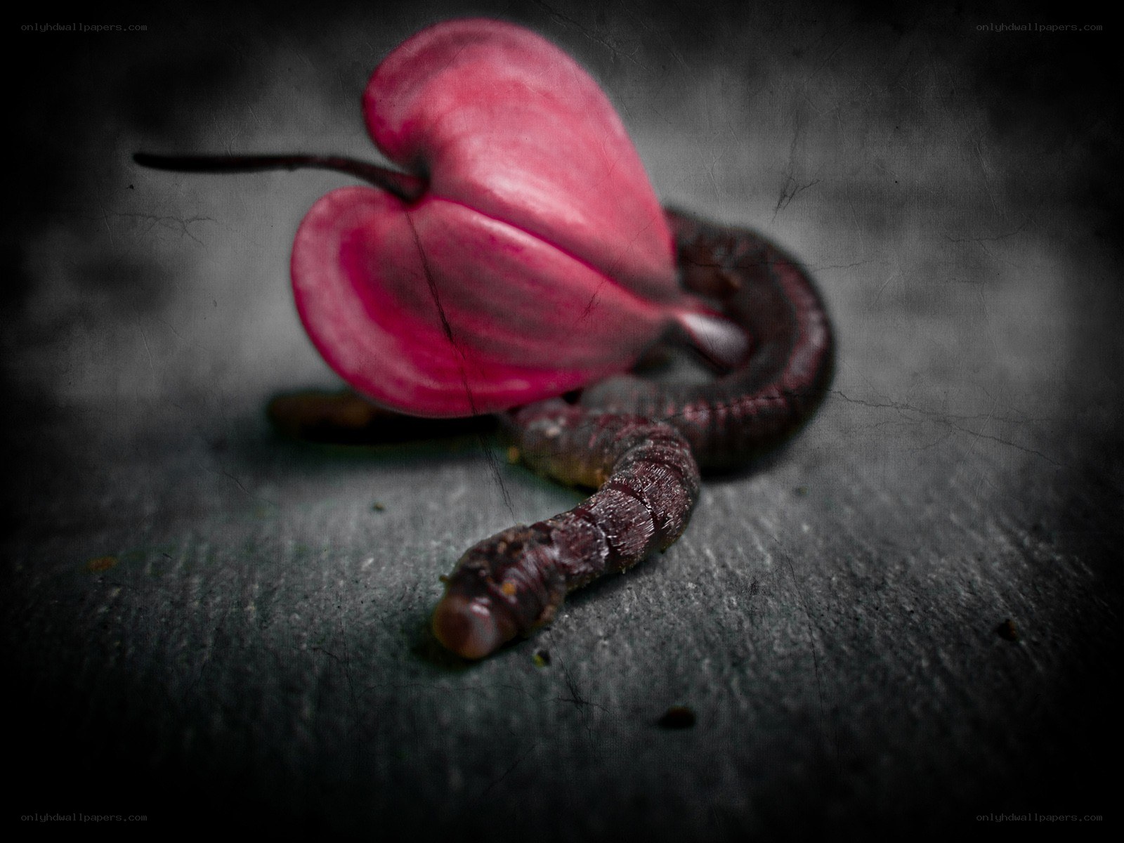 Heart-shaped flower and worm