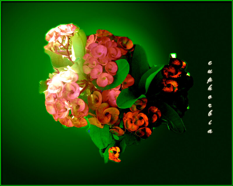 Heart-shaped Flower Arrangement — Green