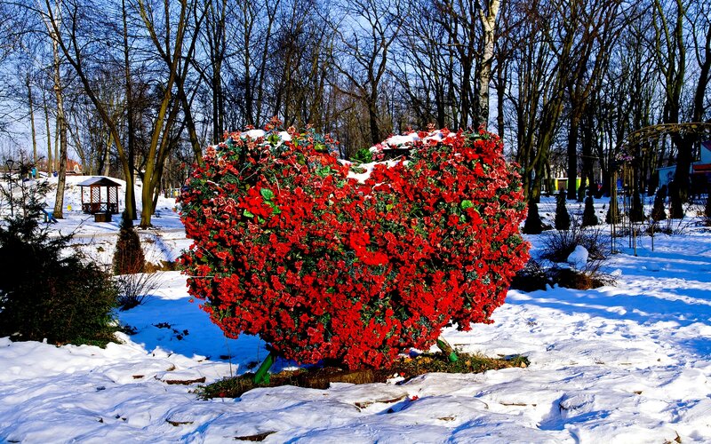 Heart-shaped Flower Arrangement — Red, Peaceful