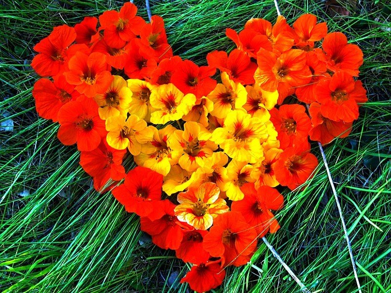 Heart-shaped Flower Arrangement — Red, Vibrant