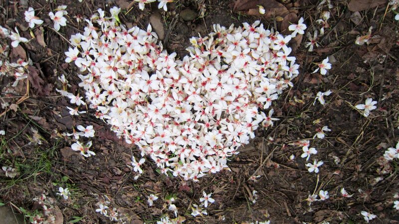 Heart-shaped Flower Arrangement — White, Calm, Spring