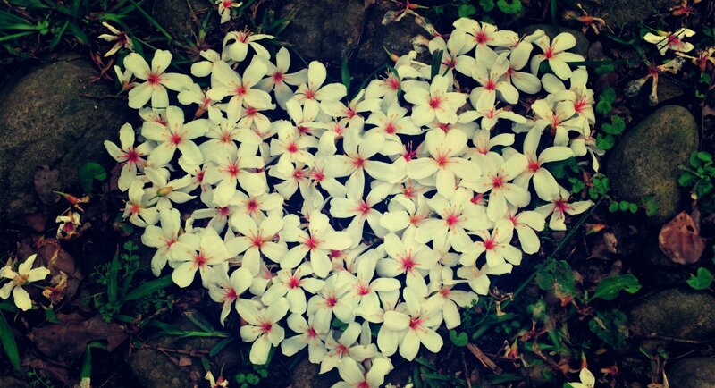 Heart-shaped Flower Arrangement — White, Serene