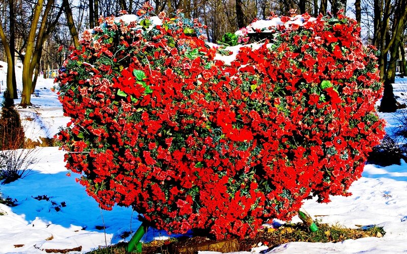 Heart-shaped Flower Bush
