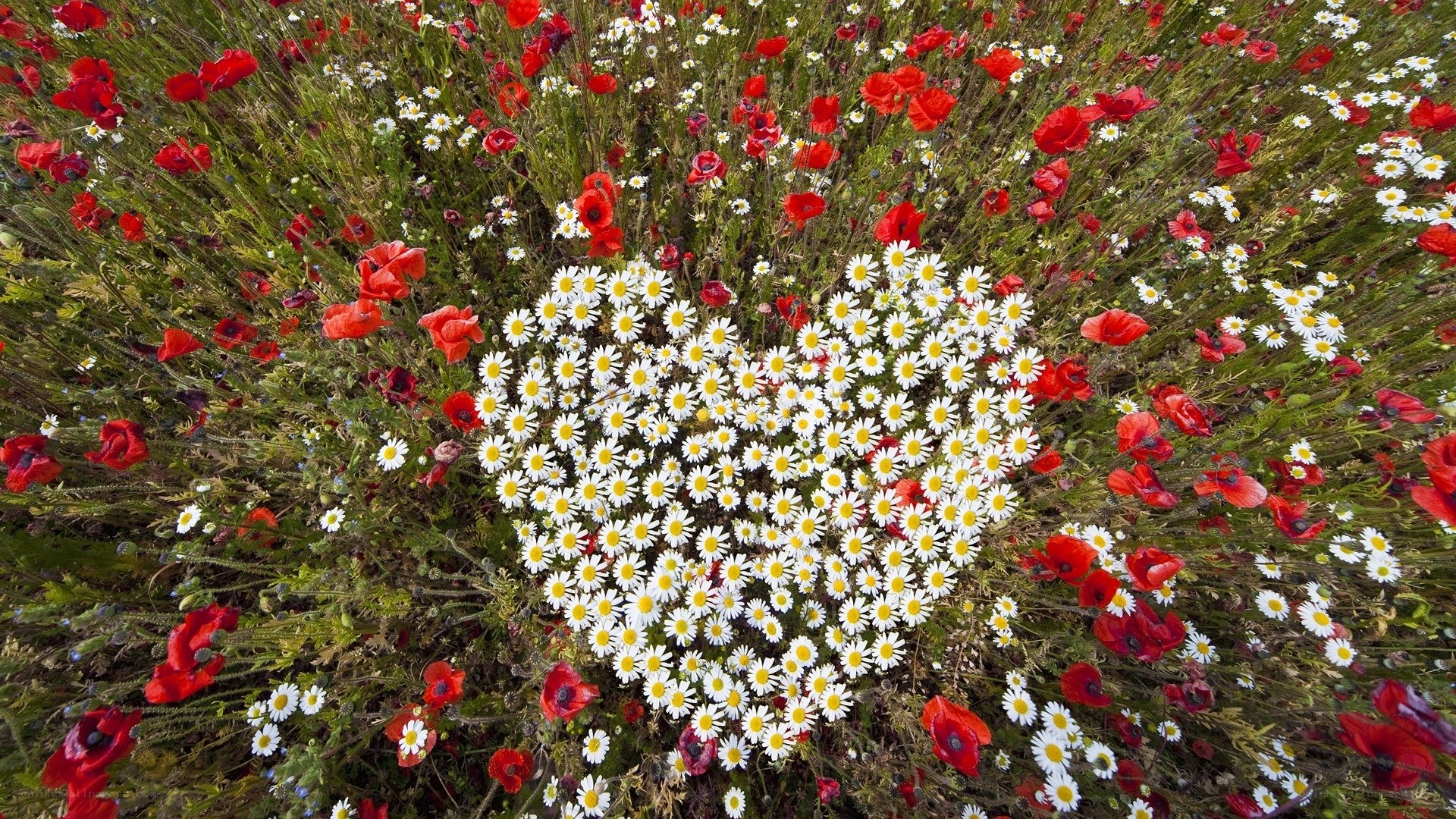 Heart-shaped flower field
