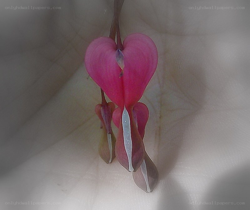 heart-shaped flower in hand