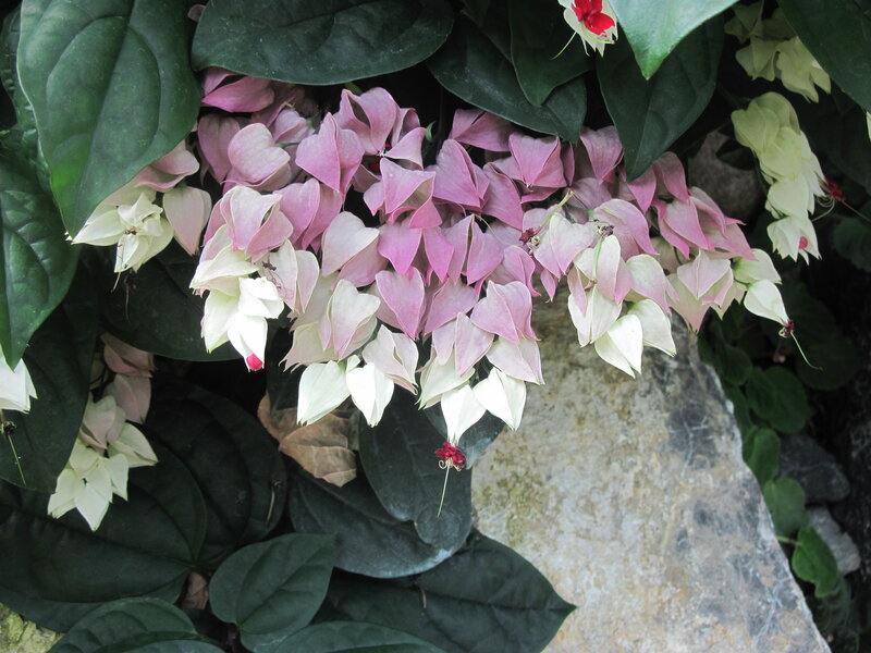 Heart-shaped Flowers Hanging — Pink, Calm