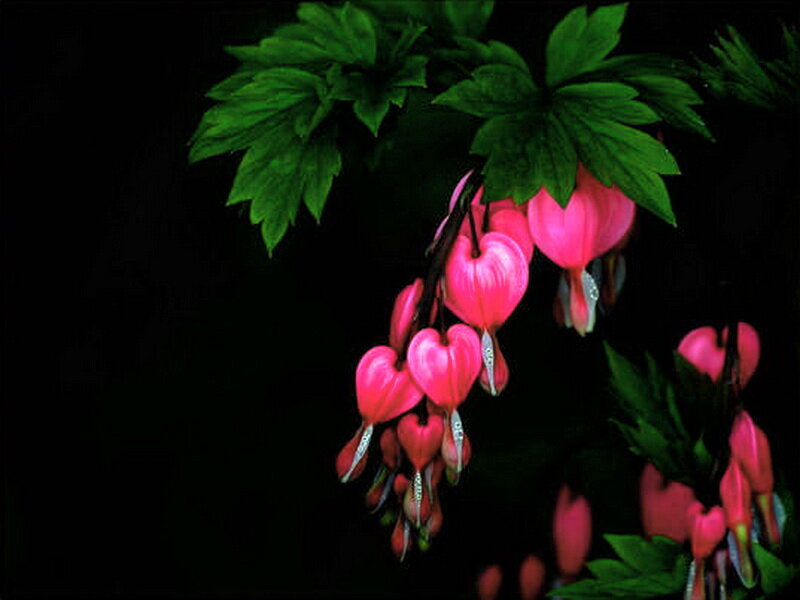 Heart-shaped Flowers Hanging — Pink, Dramatic