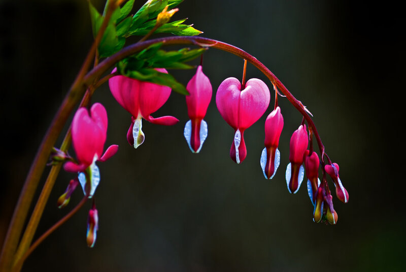 Heart-shaped Flowers Hanging — Pink