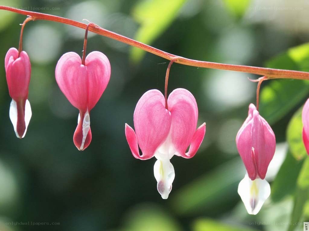 heart-shaped flowers hanging