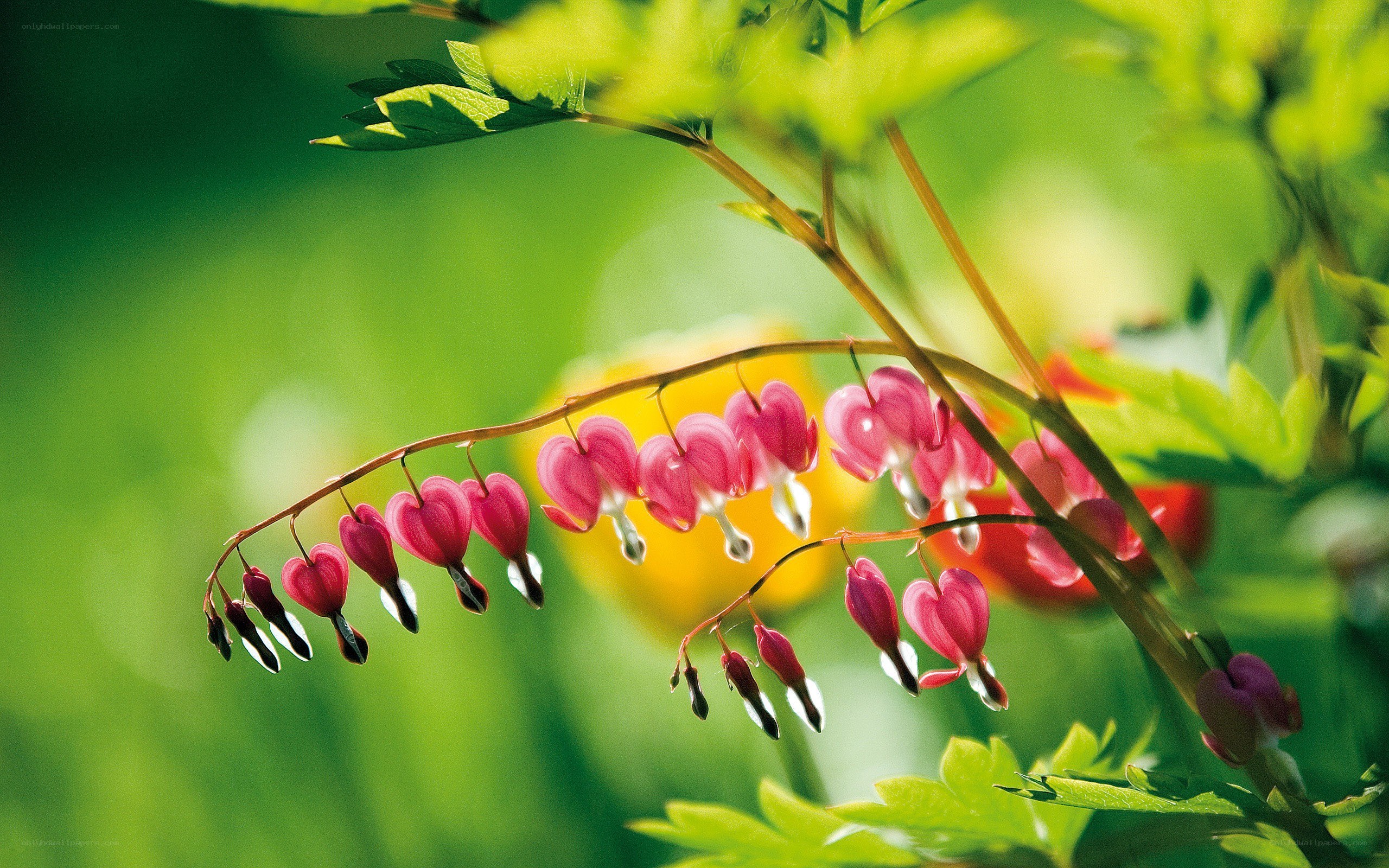 heart-shaped flowers in sunlight
