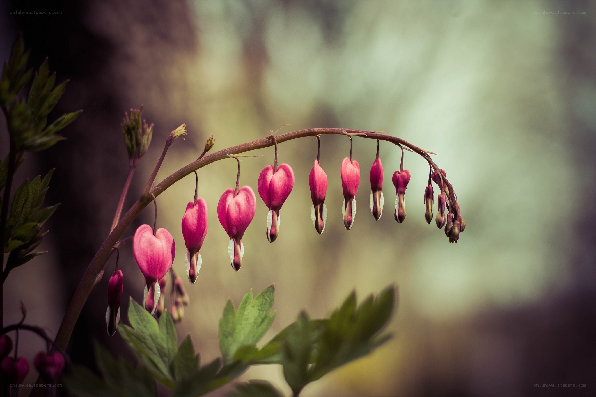 heart-shaped flowers on a stem
