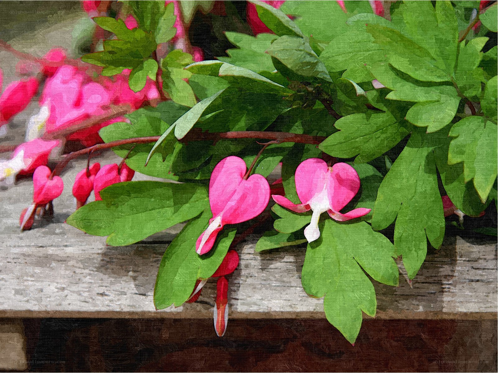 heart-shaped flowers on wood