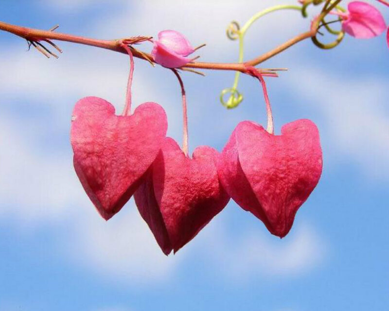 Heart-shaped Flowers — Pink, Serene, Afternoon, Photograph, Branch