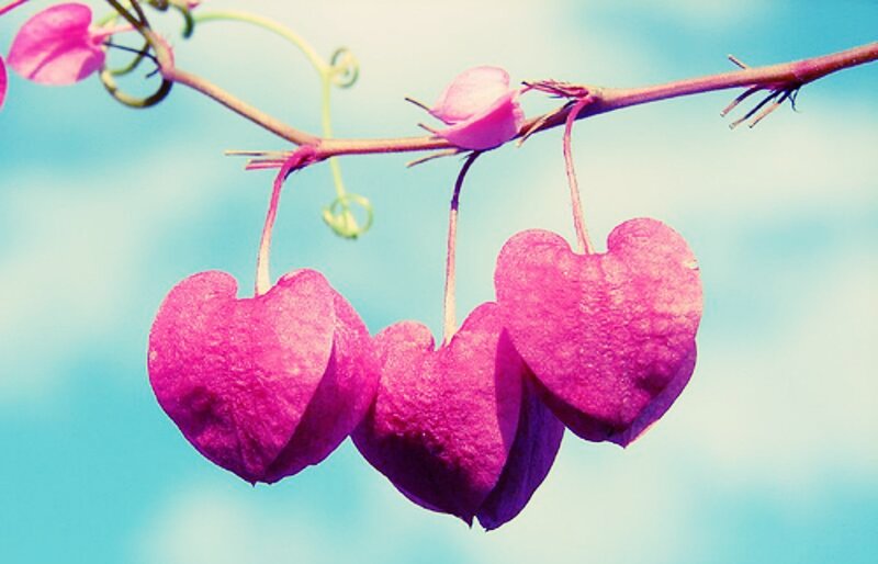 Heart-shaped Flowers — Pink, Serene, Afternoon