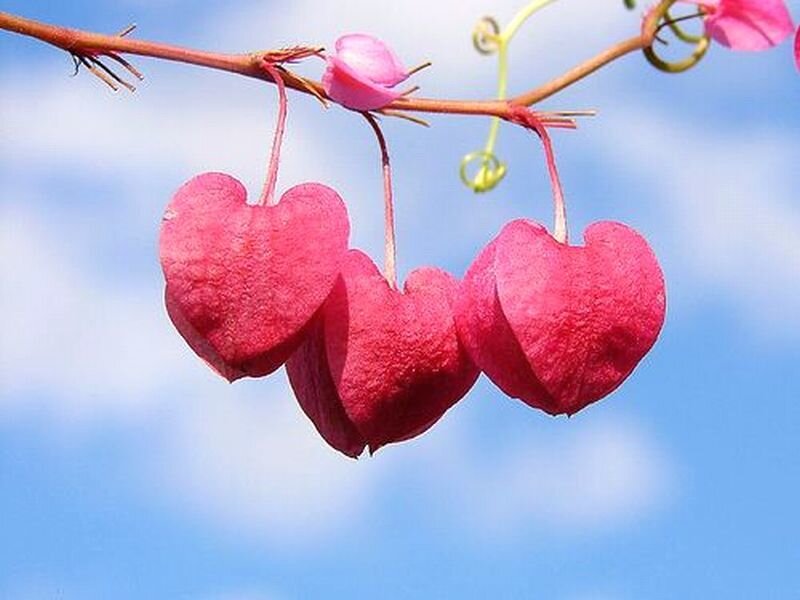 Heart-shaped Flowers — Pink, Serene