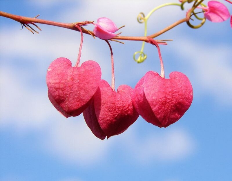 Heart-shaped Flowers — Pink