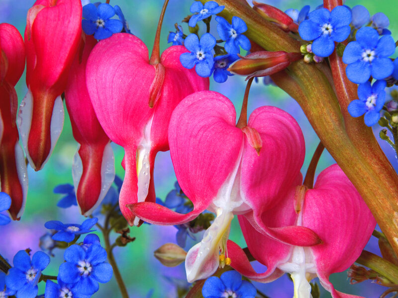 Heart-shaped Flowers — Pink, Vibrant, Spring