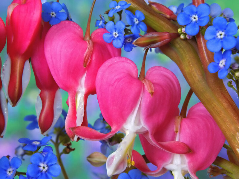 Heart-shaped Flowers — Pink, Vibrant