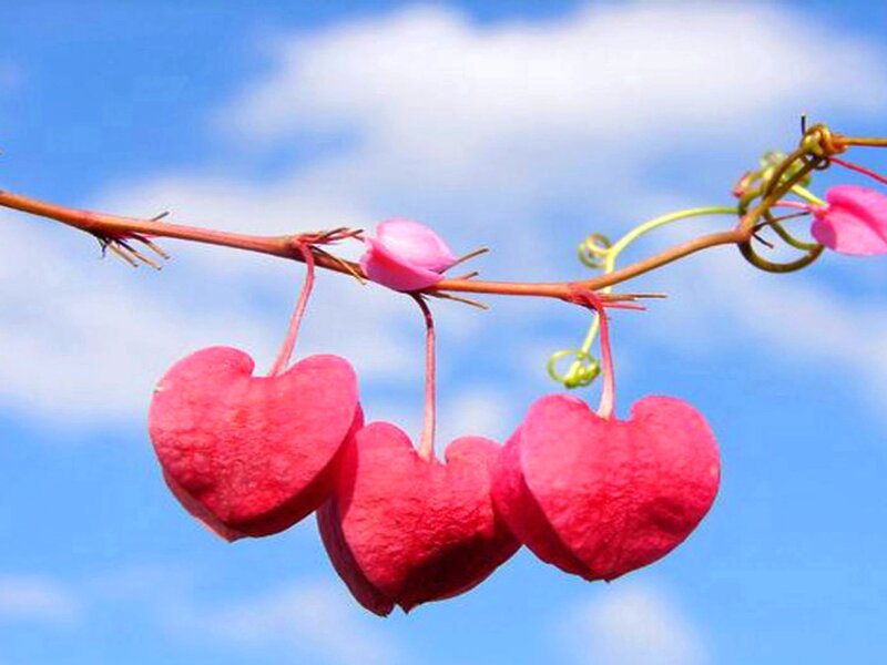 Heart-shaped Flowers — Red, Serene