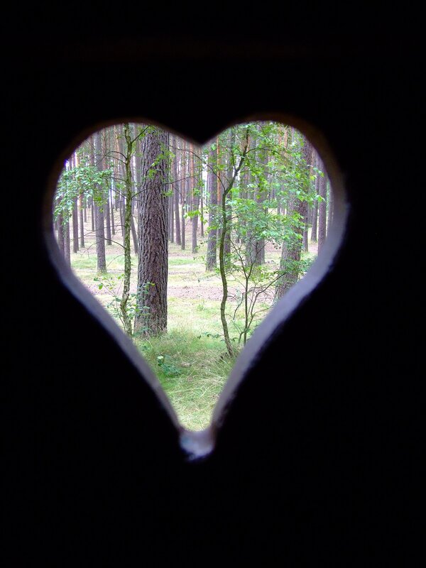 heart-shaped forest view